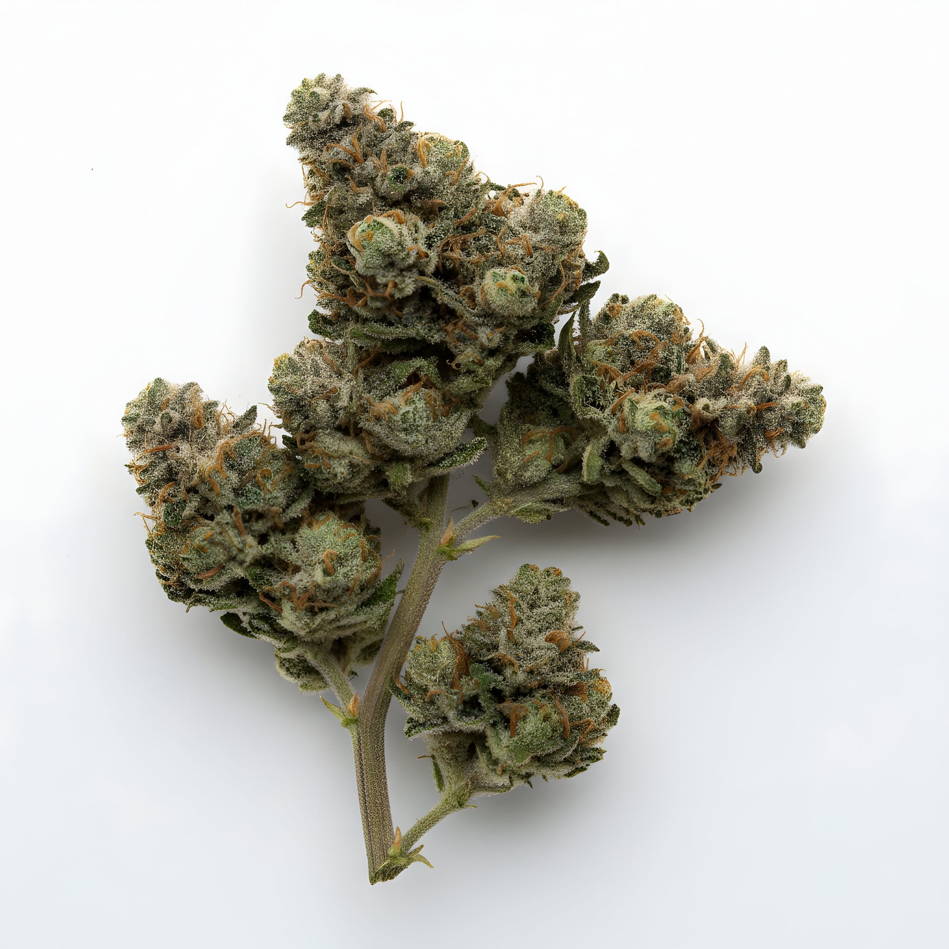 Alternative angle image of Moonblast THCa hemp flower AAA grade, highlighting deep purple hues and frosty trichome coverage