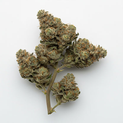 Moonblast buds are dark and shimmering, featuring deep purple hues and a thick layer of silver trichomes that glow under light