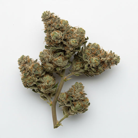 Moonblast buds are dark and shimmering, featuring deep purple hues and a thick layer of silver trichomes that glow under light
