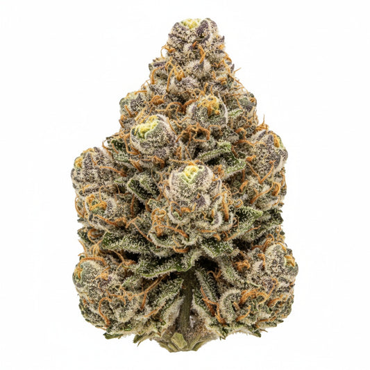 Pale green and icy white buds that shimmer like they're from another realm.