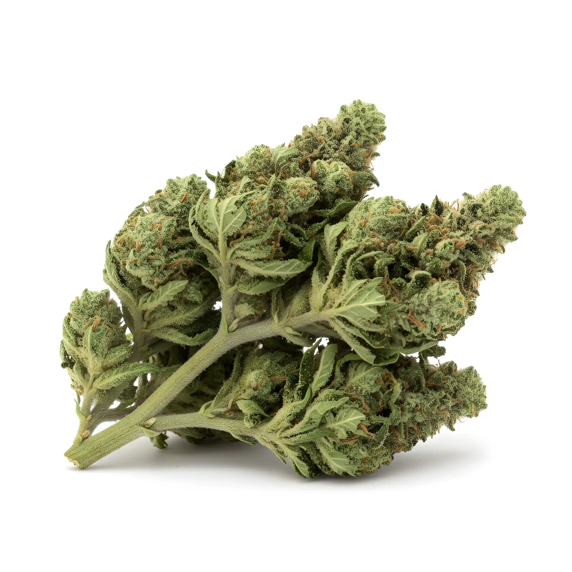 Alternate angle of Jungle Fuel THCa Hemp Flower wholesale buds highlighting chunky structure, forest-green color, amber hairs, and terpene-heavy hybrid genetics | Hurcann