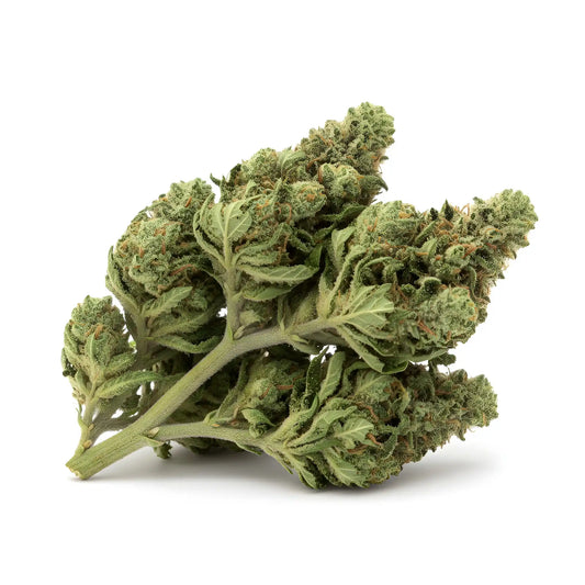 Alternate angle of Jungle Fuel THCa Hemp Flower wholesale buds highlighting chunky structure, forest-green color, amber hairs, and terpene-heavy hybrid genetics | Hurcann