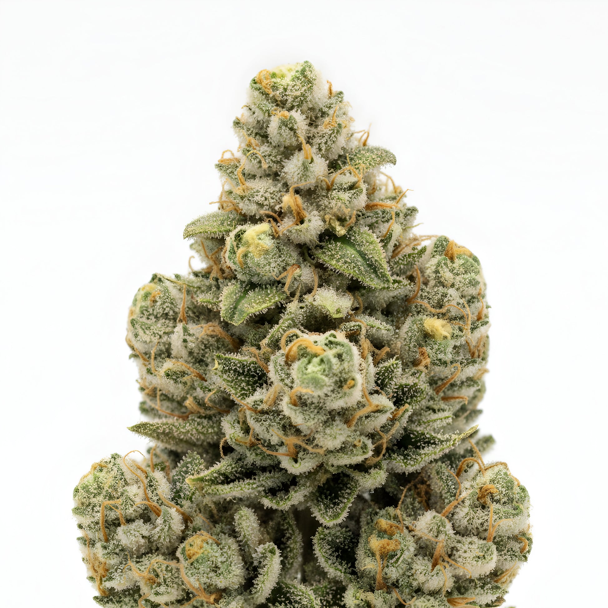 Alternative angle photo of Pineapple Ex THCA hemp flower sativa AA grade, showing lime green fluffy buds with golden trichomes and orange hairs