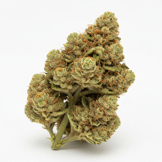 Bright lime-green buds with fine orange hairs and a golden hue 