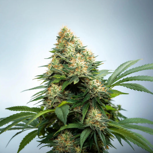 Bacio THCA Hemp Flower – Exotic Indoor Grown (AAA-Grade) – AAA-grade, indoor-grown hand-trimmed cannabis buds – detail view | Hurcann