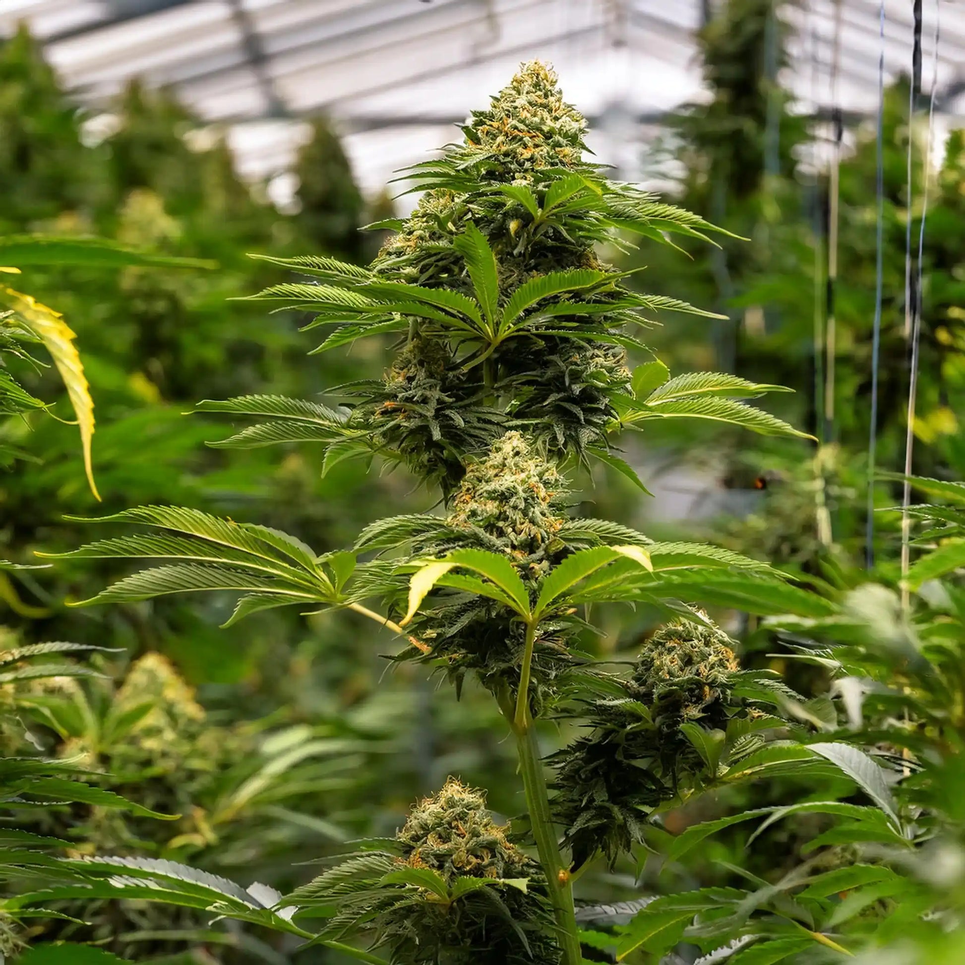 Bubba Kush THCA Hemp Flower – Indoor Grown (AA-Grade) – AA-grade, indoor-grown hand-trimmed cannabis buds – detail view | Hurcann
