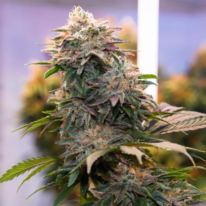 Cereal Milk THCA Hemp Flower – Exotic Indoor Grown (AAA-Grade) – AAA-grade, indoor-grown hand-trimmed cannabis buds – detail view | Hurcann