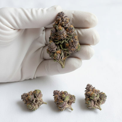 The resinous surface hints at its rich terpene content.