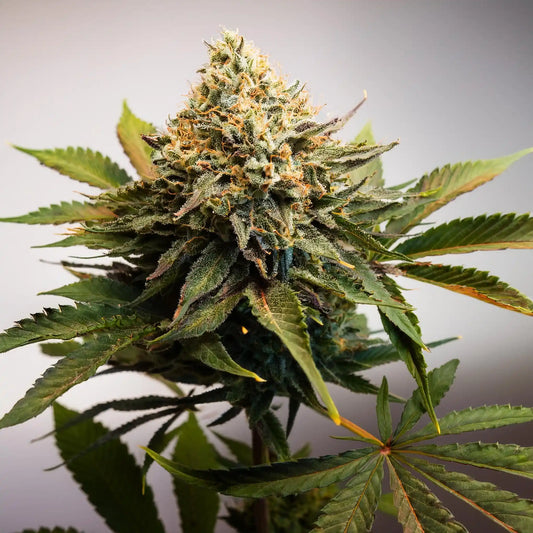 Gelato THCA Hemp Flower – Exotic Indoor Grown (AAA-Grade) – AAA-grade, indoor-grown hand-trimmed cannabis buds – detail view | Hurcann