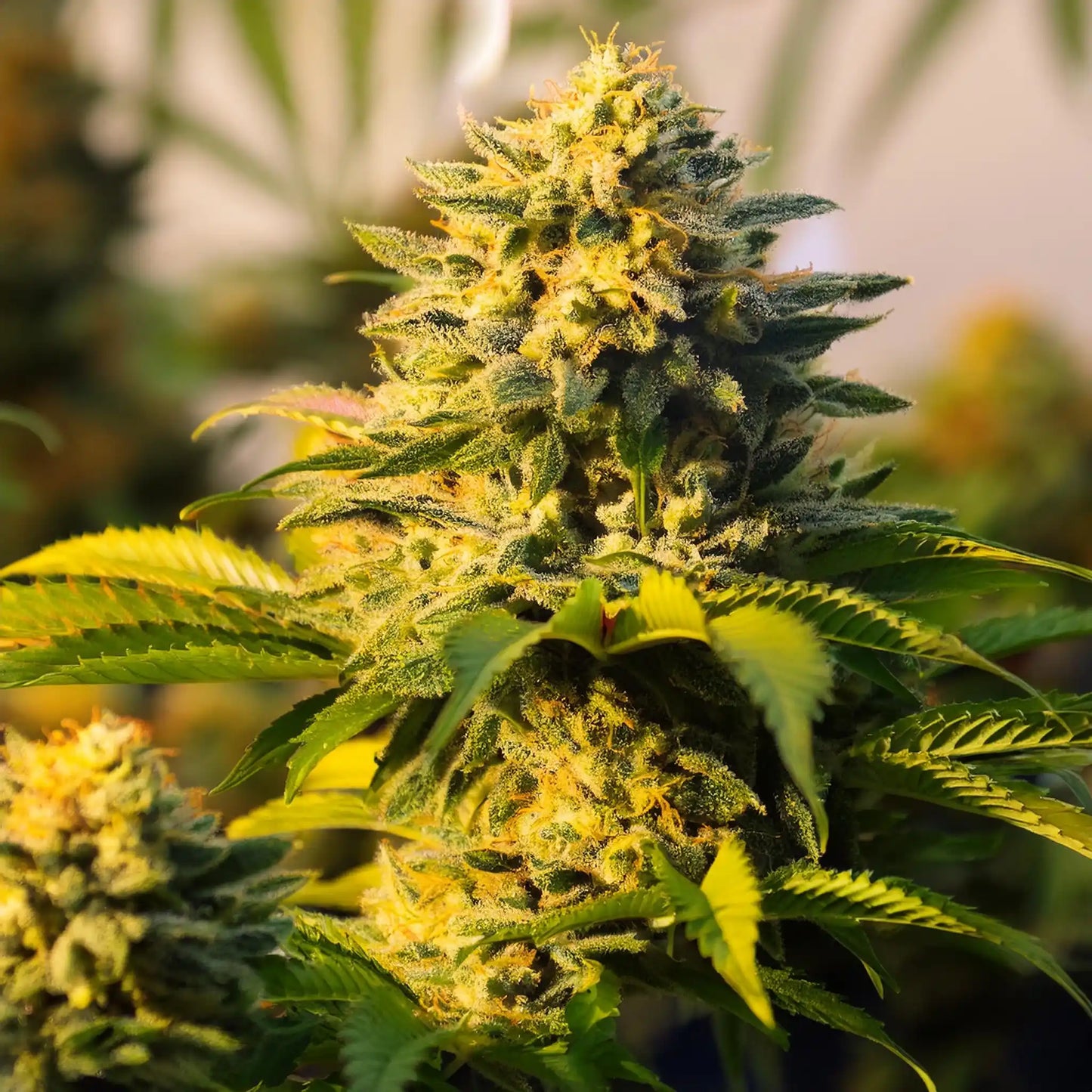 Lemon OG Kush THCA Hemp Flower – Exotic Indoor Grown (AAA-Grade) – AAA-grade, indoor-grown hand-trimmed cannabis buds – detail view | Hurcann