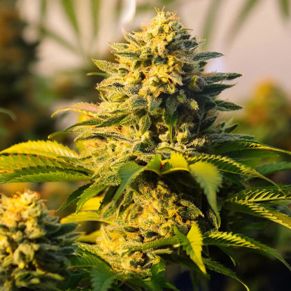 Lemon OG Kush THCA Hemp Flower – Exotic Indoor Grown (AAA-Grade) – AAA-grade, indoor-grown hand-trimmed cannabis buds – detail view | Hurcann