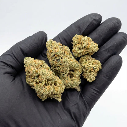 Black-gloved hand holding four Ice Cream Cake CBD flower buds on an open palm, showing bud size, dense trichome coverage, and prominent orange pistils against a light gray background | Hurcann