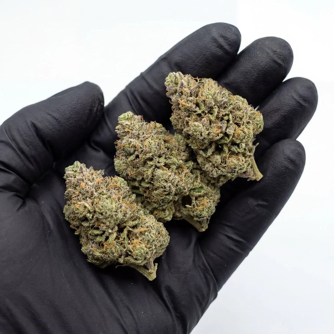 Several Gelato CBD flower buds held in a black nitrile glove to show size, density, and trim quality. The buds appear evenly hand-trimmed with visible trichome coverage and compact structure | Hurcann
