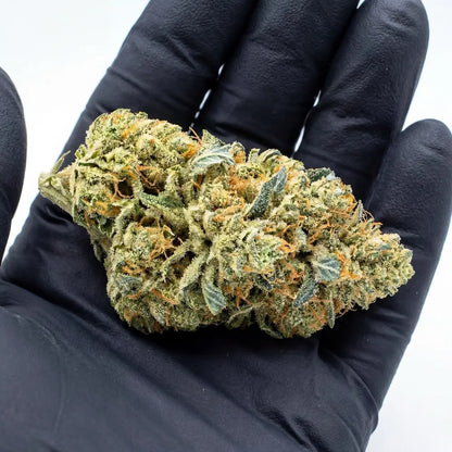 Close-up inspection of a Blue Dream CBD flower bud held with a protective glove. | Hurcann