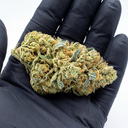Hand-inspected Blue Dream CBD buds demonstrating natural size, density and trim quality. Each flower is selected to ensure consistency and visual appeal for wholesale buyers.