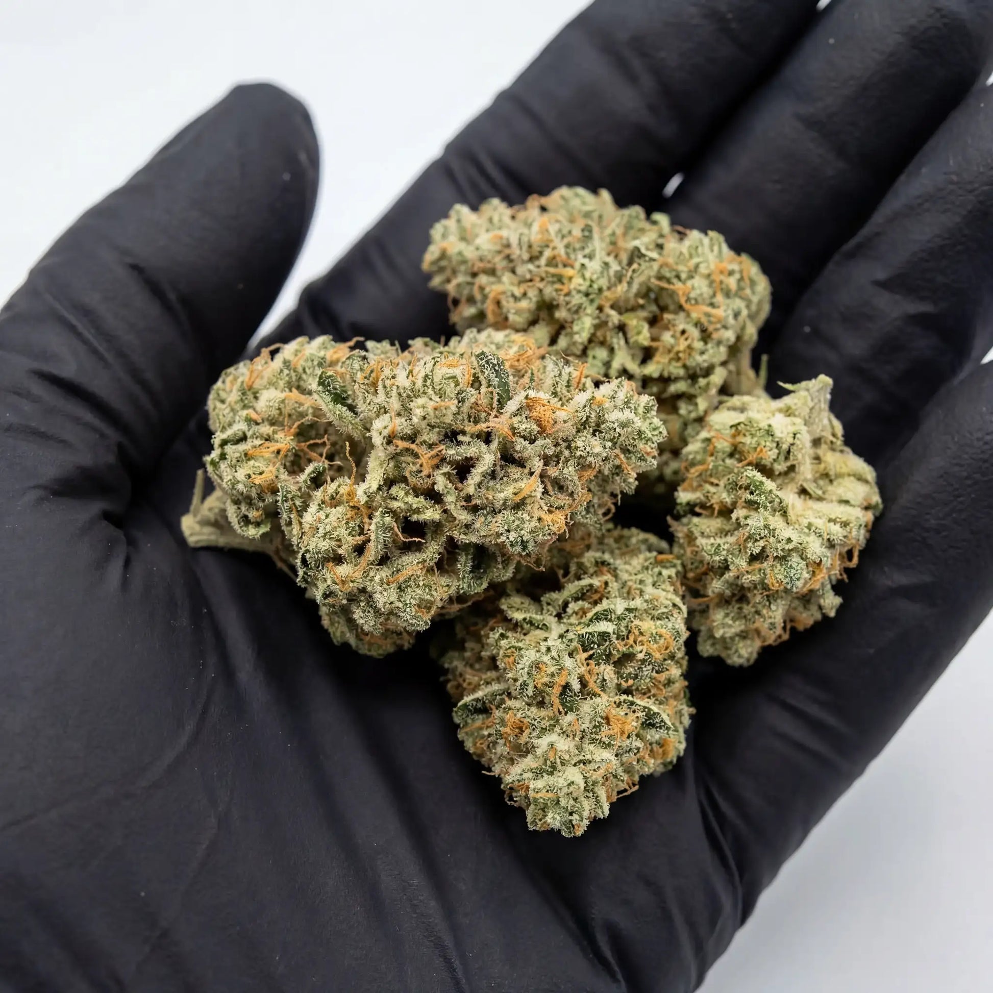 Hand-selected White Widow CBD buds highlight the careful curing and trimming process.
Every flower is inspected to ensure premium quality and consistency.