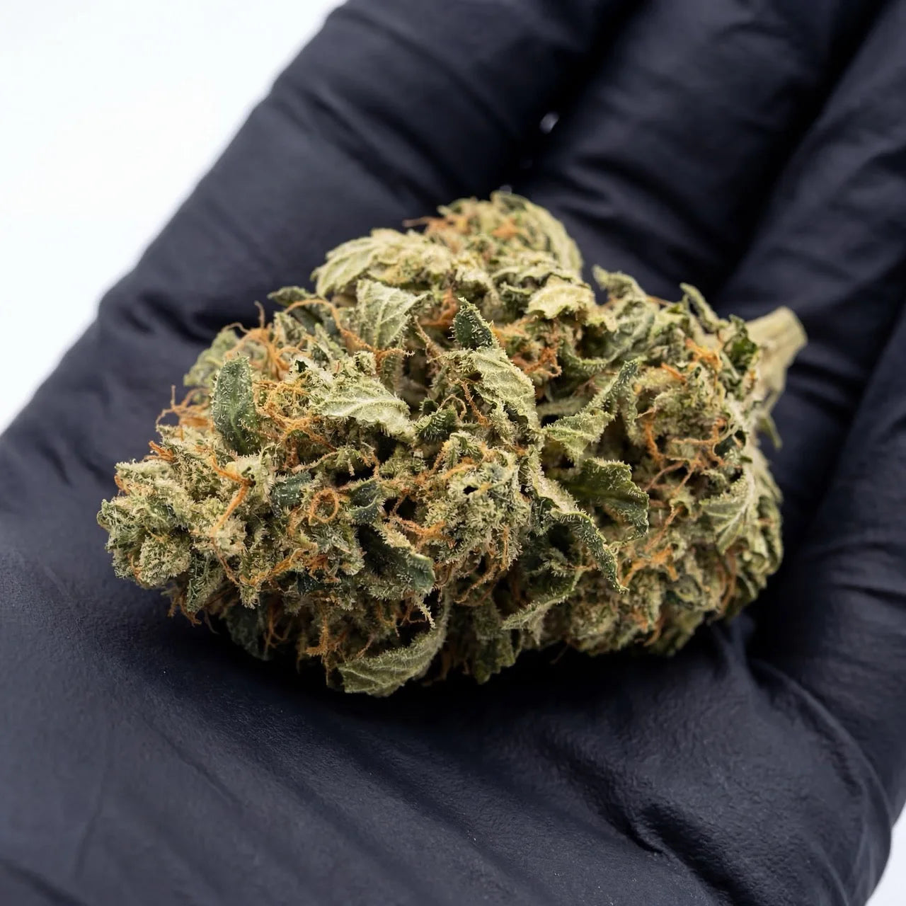 Each Alien Cookies CBD bud is carefully handled and inspected to ensure premium quality. Our curing and trimming process preserves freshness, aroma, and potency | Hurcann