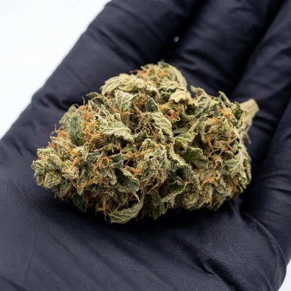 Each Alien Cookies CBD bud is carefully handled and inspected to ensure premium quality. Our curing and trimming process preserves freshness, aroma, and potency | Hurcann