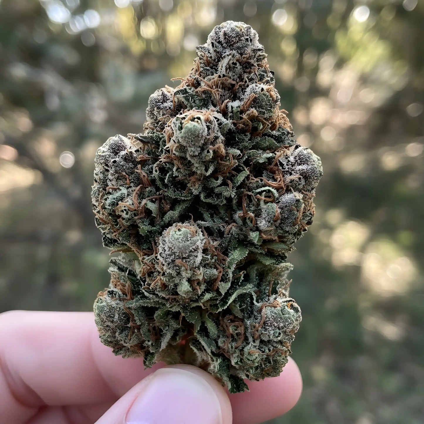 In hand photo of Strawberry THCA hemp flower sativa-dominant AA grade, displaying fluffy green buds coated in sticky resin