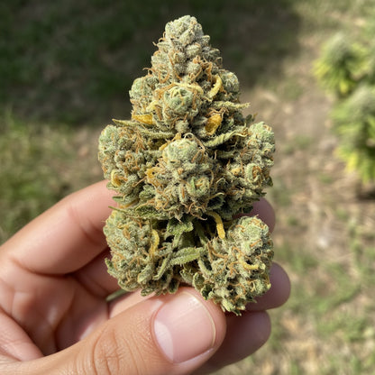 Each puff delivers a smooth lemon candy finish.