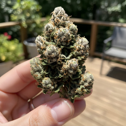 In hand photo of Windu THCA hemp flower hybrid AA grade, displaying balanced structure buds with clean herbal appearance and premium trim.