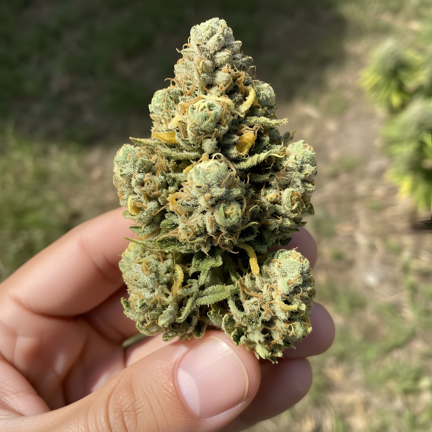 In-hand photo of Lemon Love THCa hemp flower AAA grade, displaying resin-rich lemon green buds with uplifting sativa structure