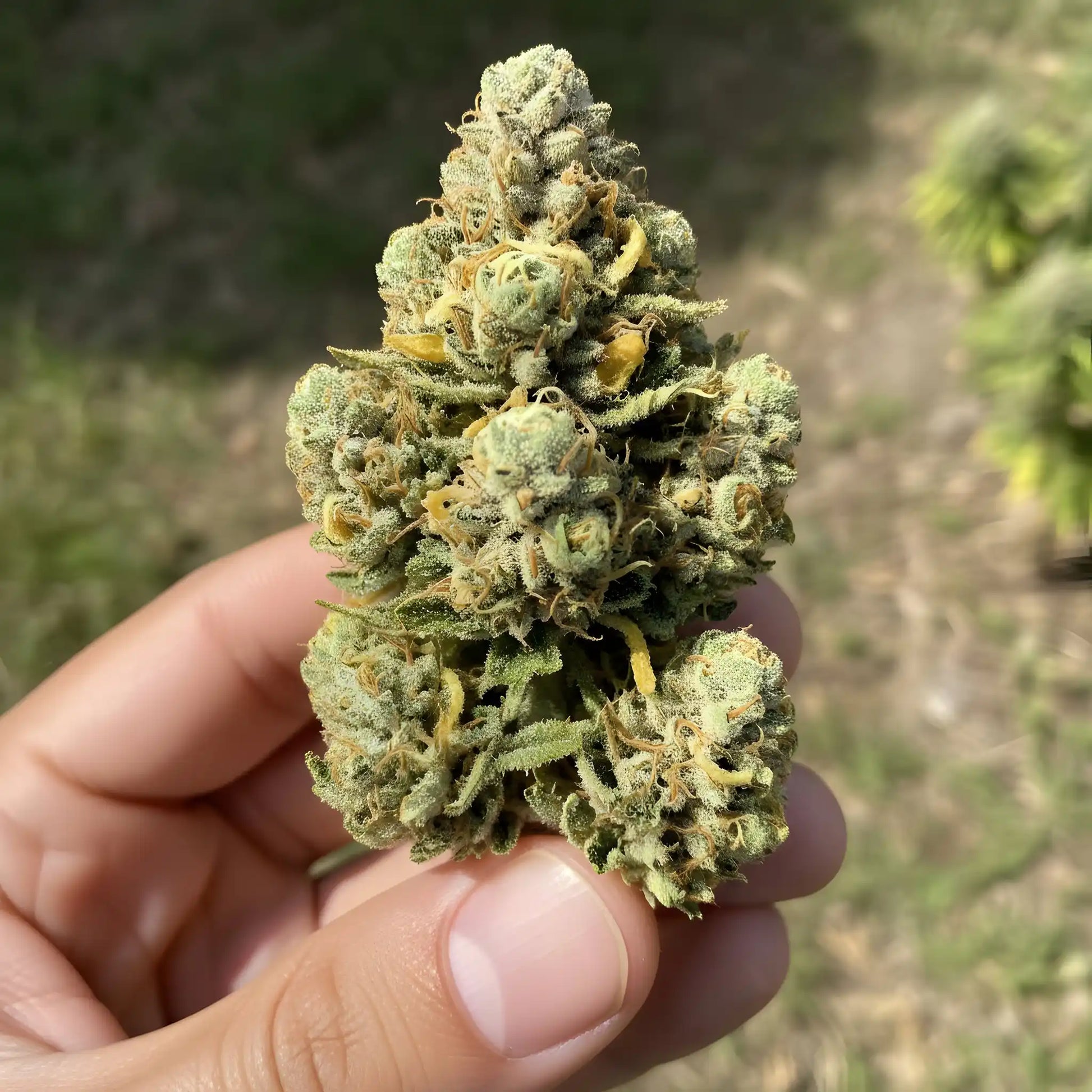 In-hand photo of Lemon Love THCa hemp flower AAA grade, displaying resin-rich lemon green buds with uplifting sativa structure | Hurcann