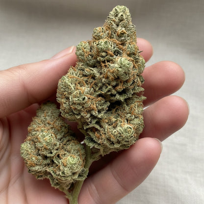 Perfect for fans of traditional fuel-forward strains.