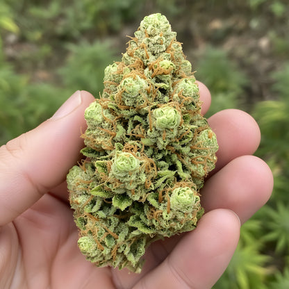 In hand photo of King Kong Killer THCA hemp flower indica dominant AAA grade, displaying oversized dense buds coated in resin with strong diesel scent and 31 percent THCA potency