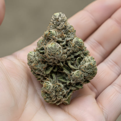 In hand photo of Rainbow Reserve THCA hemp flower hybrid AAA grade, showing colorful frosty nugs with sticky resin and 34 percent THCA potency