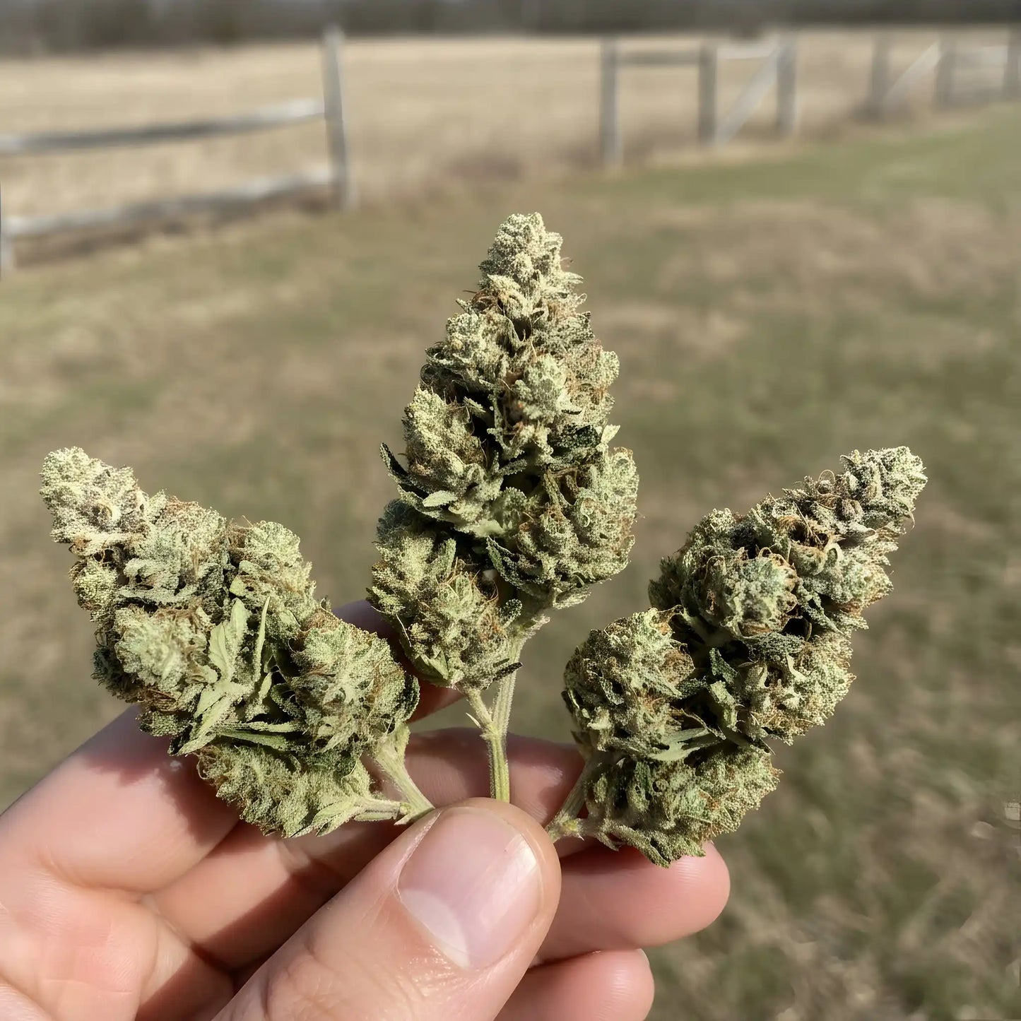 In-hand photo of Jet Fuel THCA hemp flower A-Grade, displaying dense buds and energetic sativa-hybrid traits | Hurcann