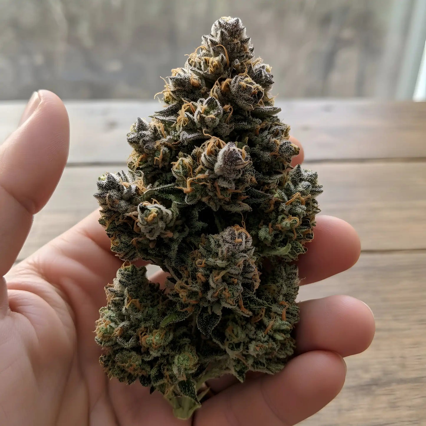 In-hand photo of Moonblast THCa hemp flower AAA grade, displaying dark shimmering buds with rich resin and dessert strain appearance | Hurcann