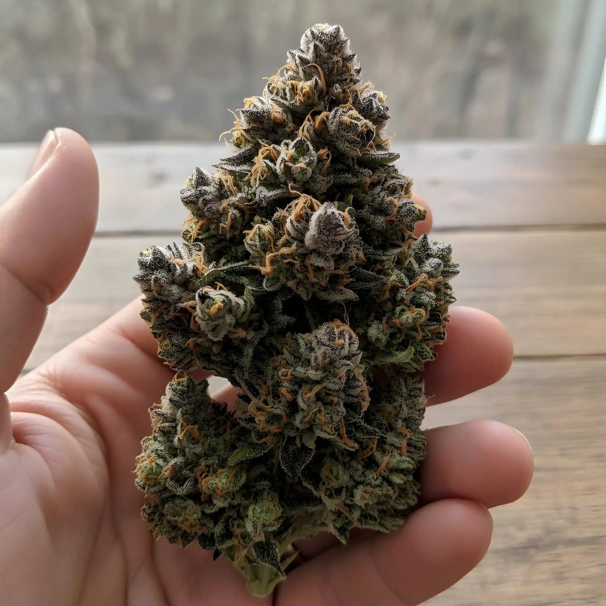 In-hand photo of Moonblast THCa hemp flower AAA grade, displaying dark shimmering buds with rich resin and dessert strain appearance | Hurcann