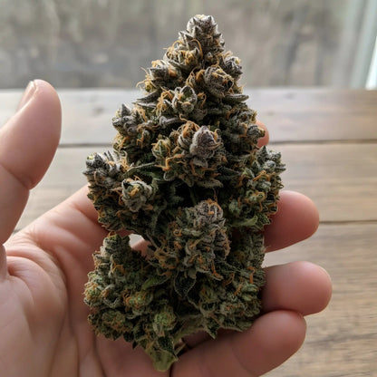 In-hand photo of Moonblast THCa hemp flower AAA grade, displaying dark shimmering buds with rich resin and dessert strain appearance | Hurcann