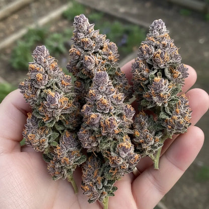 In hand photo of Jealousy THCA hemp flower hybrid AA grade, displaying sticky resin texture and compact high quality nugs | Hurcann