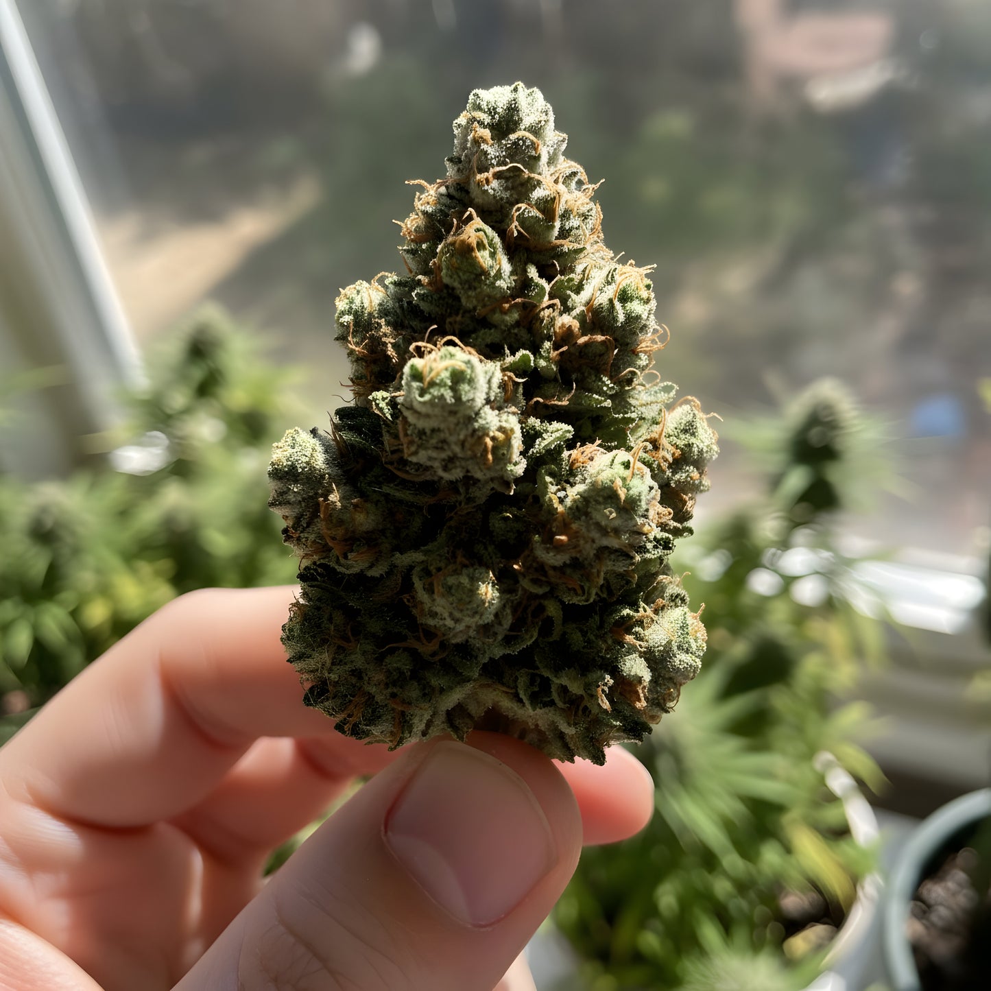 In-hand photo of Afghani Kush THCa hemp flower AA grade, displaying sticky texture, orange hairs, and heavy indica resin