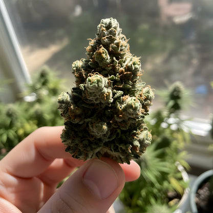 In-hand photo of Afghani Kush THCa hemp flower AA grade, displaying sticky texture, orange hairs, and heavy indica resin