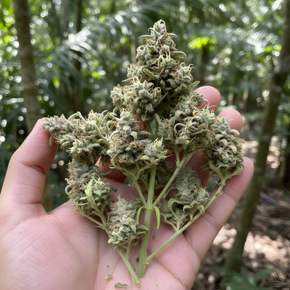 Jungle Fuel THCa Hemp Flower in hand displaying dense hybrid buds, amber pistils, premium AAA-grade quality, and fresh indoor-grown structure