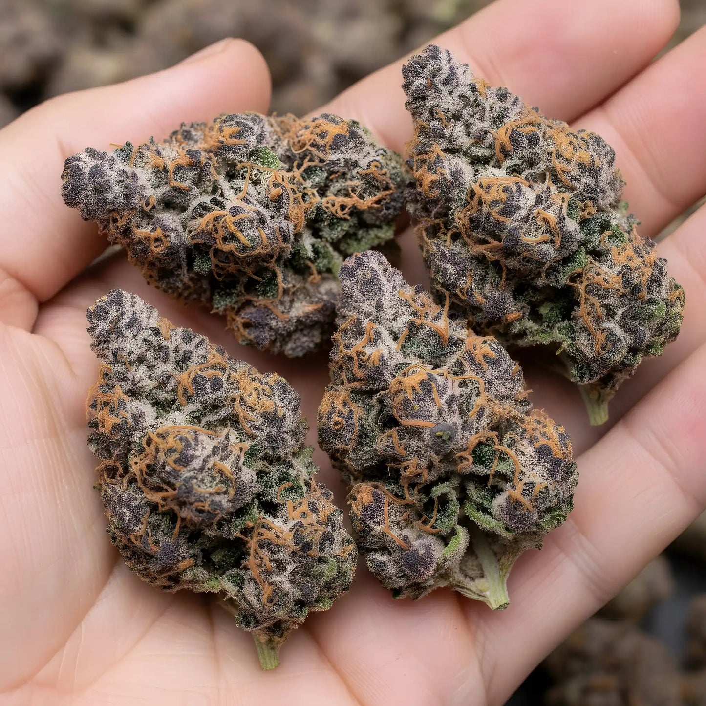Lifestyle image of Candy Peaches THCa hemp flower AAA grade hybrid slight sativa lean, displaying vibrant peach toned buds with candy fruit aroma, ideal for uplifting daytime use | Hurcann