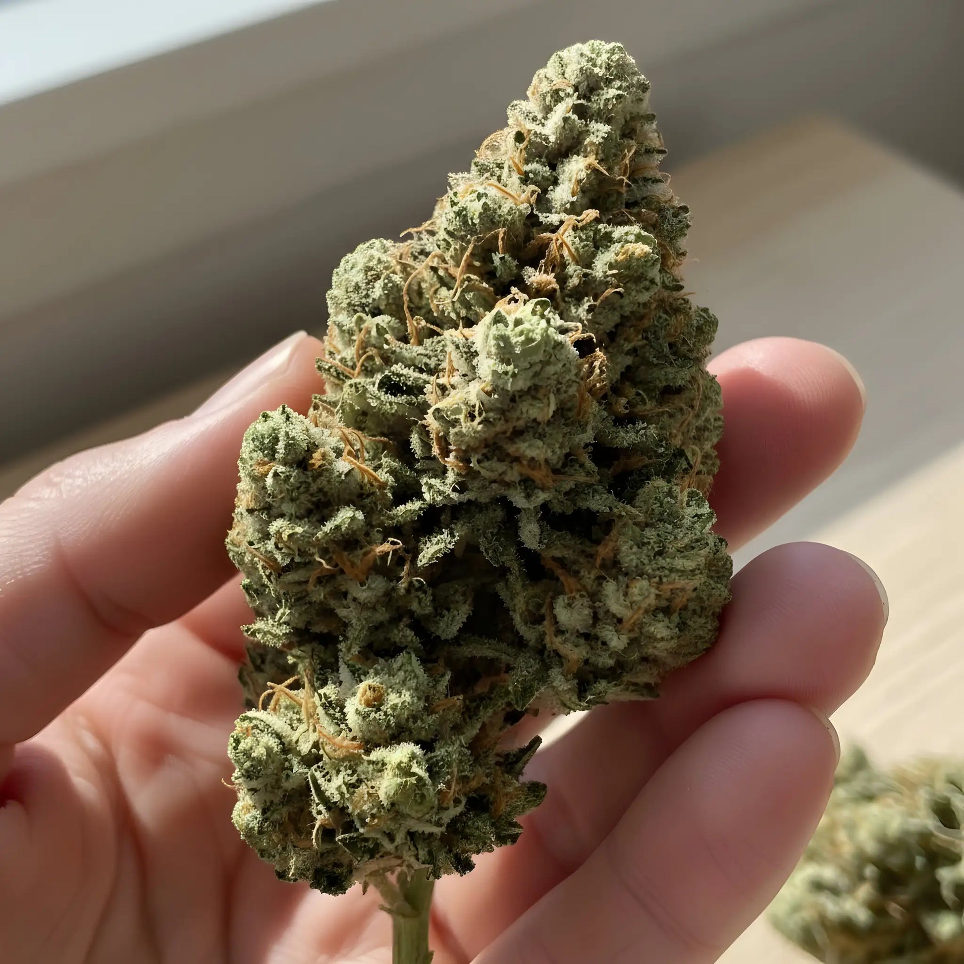 In hand photo of Mitten Cake Badder THCA hemp flower indica dominant AA grade, displaying dense structure and glistening trichome coating | Hurcann