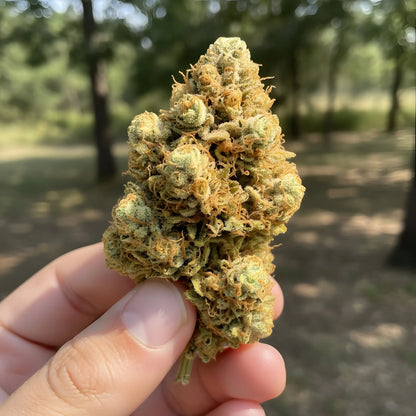 Yellow Tail THCa Hemp Flower in hand displaying dense yet airy sativa-dominant hybrid buds, vibrant color, sticky trichomes, and premium AAA-grade quality