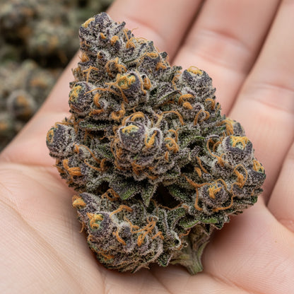 Dense, purple-tinged buds with rich green hues and frosty white trichomes