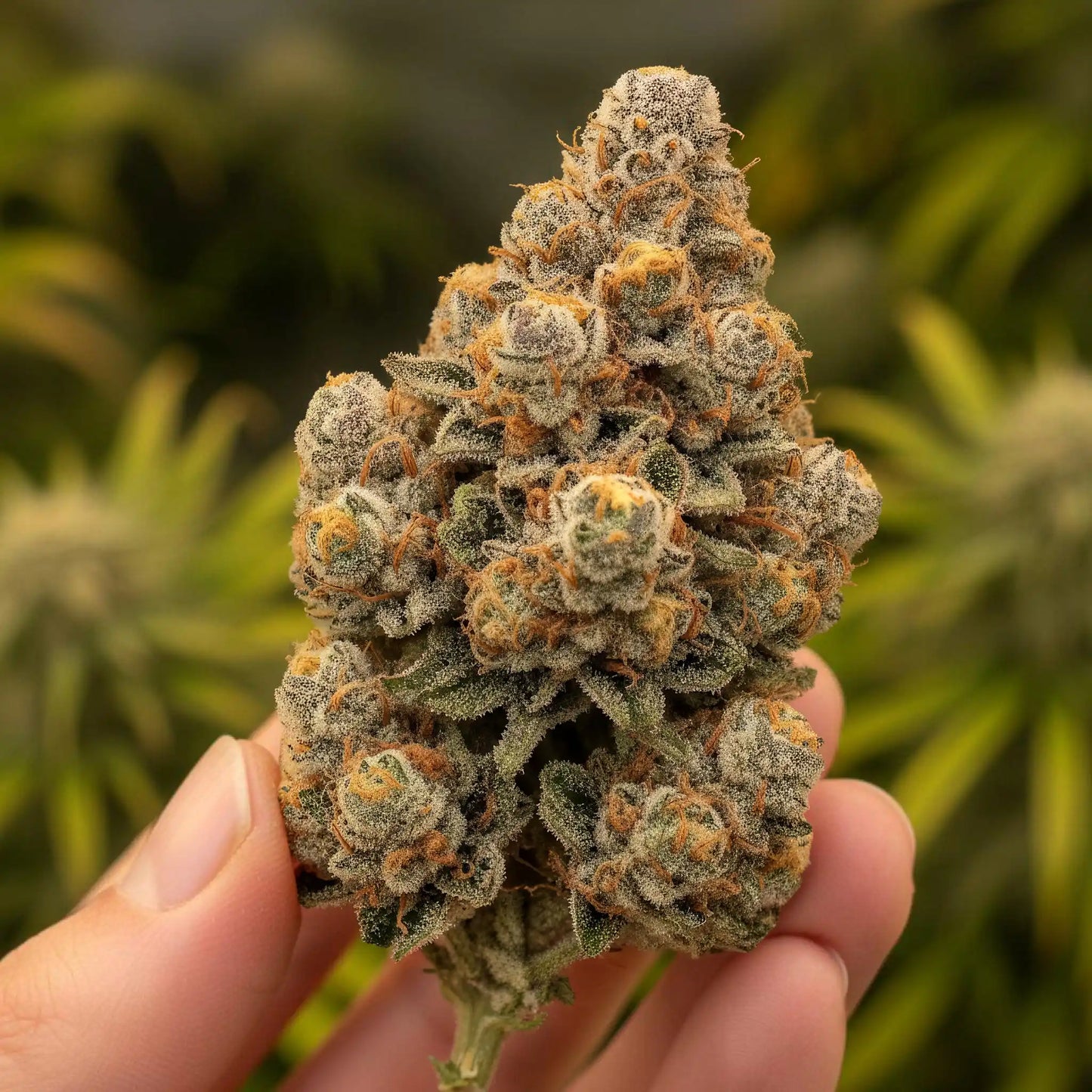 In hand photo of Divinity THCA hemp flower indica dominant hybrid AAA grade, displaying dense frosty nugs with sparkling trichomes and 25 percent THCA potency | Hurcann