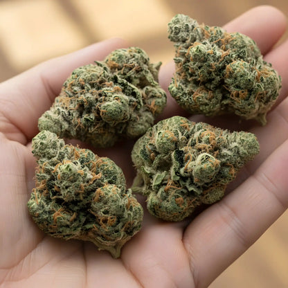 In hand photo of Oh La La THCA hemp flower hybrid AAA grade, showcasing sticky frosty buds with pastel hues and 31.5 percent THCA potency | Hurcann