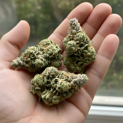 In hand photo of Pineapple Ex THCA hemp flower sativa AA grade, displaying vibrant green buds with sticky resin and tropical appeal