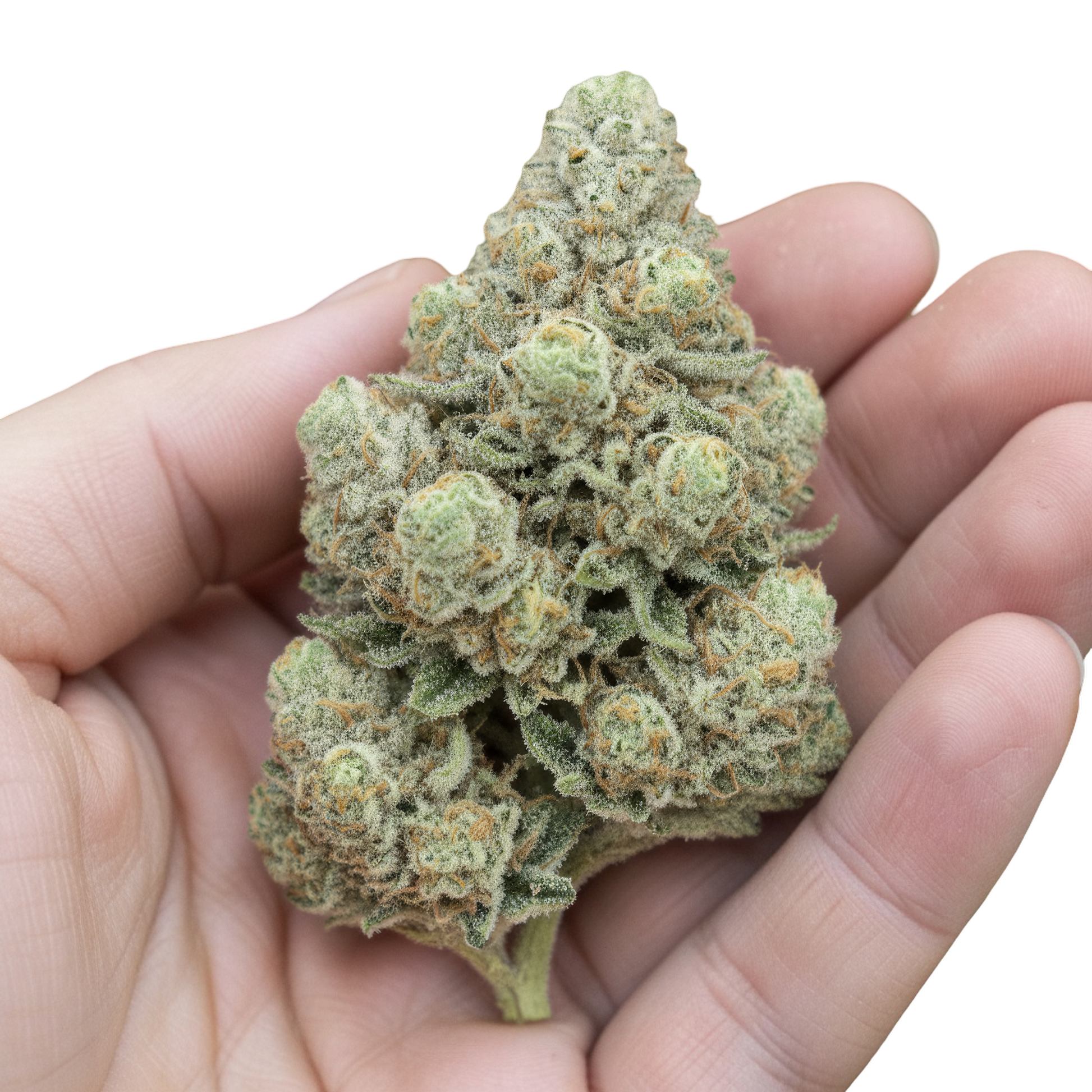 In hand photo of Zoap THCA hemp flower balanced hybrid AAA grade, showing compact nugs with frosty trichomes and candy-like visual appeal, 33 percent THCA potency