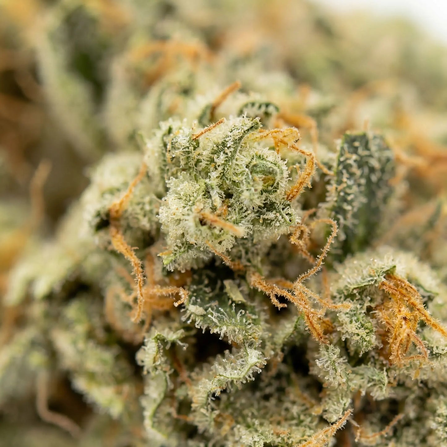 A closer look at White Widow CBD reveals a thick layer of shimmering trichomes covering each flower.
Carefully cultivated to deliver premium quality and rich terpene expression.