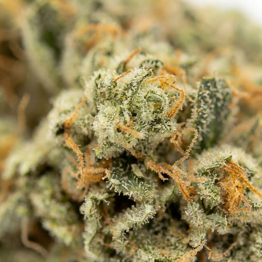 A closer look at White Widow CBD reveals a thick layer of shimmering trichomes covering each flower.
Carefully cultivated to deliver premium quality and rich terpene expression.