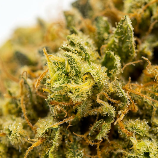 Up close, Lemon Octane CBD reveals a dense layer of sparkling trichomes. Carefully cultivated to preserve its terpene-rich citrus profile.