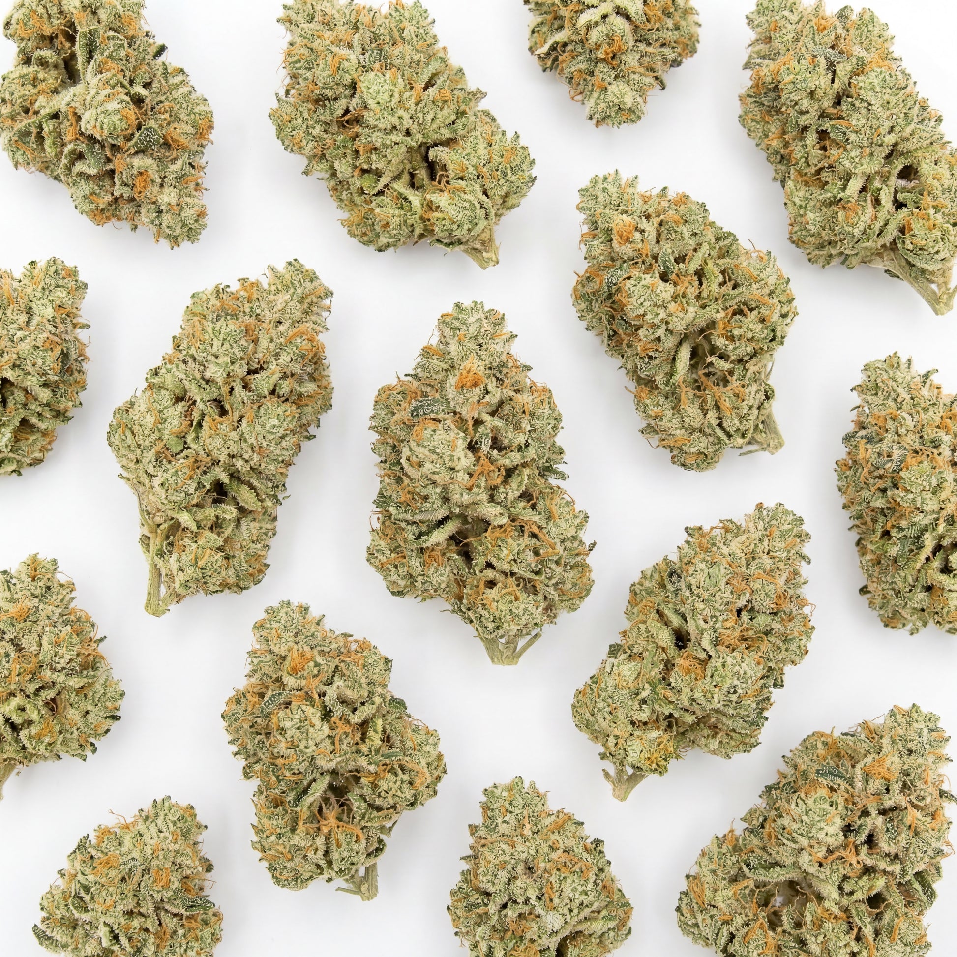 A selection of White Widow CBD buds showcasing the overall uniformity and structure of the harvest. Each flower reflects the natural density and visual quality expected from this classic strain.